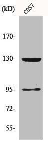 Western Blot analysis of COS7 cells using GABAB R1 Polyclonal Antibody