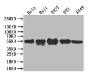 Western Blot Positive WB detected in: Hela whole cell lysate, Raji whole cell lysate, 293T whole cell lysate, 293 whole cell lysate, A549 whole cell lysate All lanes: BCL3 antibody at 1:1000 Secondary Goat polyclonal to rabbit IgG at 1/50000 dilut...