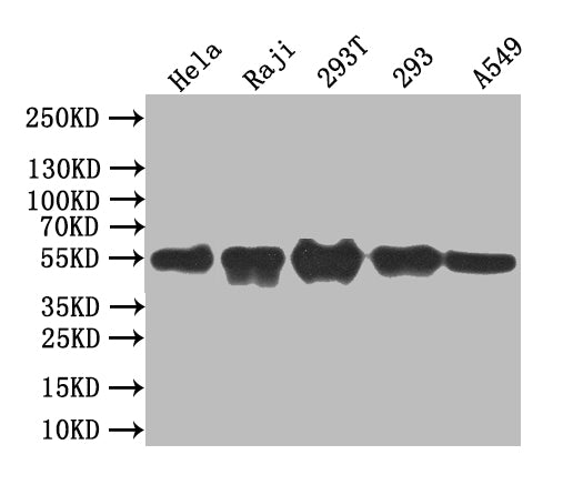 Western Blot Positive WB detected in: Hela whole cell lysate, Raji whole cell lysate, 293T whole cell lysate, 293 whole cell lysate, A549 whole cell lysate All lanes: BCL3 antibody at 1:1000 Secondary Goat polyclonal to rabbit IgG at 1/50000 dilut...
