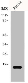 Western Blot analysis of Jurkat cells using GADD 45γ Polyclonal Antibody