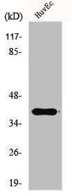 Western Blot analysis of HuvEc cells using Gads Polyclonal Antibody