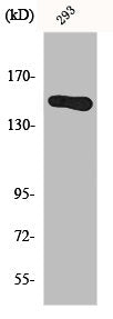 Western Blot analysis of 293 cells using GAK Polyclonal Antibody