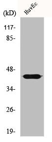 Western Blot analysis of HeLa cells using GALK1 Polyclonal Antibody