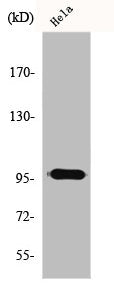 Western Blot analysis of HeLa cells using GAP1-InsP4 BP Polyclonal Antibody