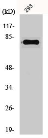 Western Blot analysis of 293 cells using Gas6 Polyclonal Antibody