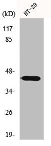 Western Blot analysis of HT29 cells using GATA-1 Polyclonal Antibody