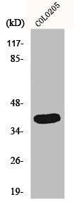 Western Blot analysis of COLO205 cells using GATA-1 Polyclonal Antibody