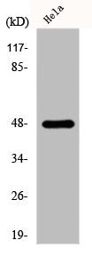 Western Blot analysis of HeLa cells using GATA-4 Polyclonal Antibody