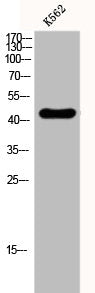 Western Blot analysis of K562 cells using GATA-4 Polyclonal Antibody