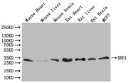 Western Blot Positive WB detected in:Mouse Heart tissue lysate, Mouse Liver tissue lysate, Mouse Brain tissue lysate, Rat Heart tissue lysate, Rat Livert tissue lysate, Rat Brain tissue lysate, MCF7 whole cell lysate All lanes: BDH1 antibody at 1:...