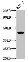 Western Blot Positive WB detected in: MCF-7 whole cell lysate All lanes: BDKRB2 antibody at 4.2µg/ml Secondary Goat polyclonal to rabbit IgG at 1/50000 dilution Predicted band size: 45, 42 kDa Observed band size: 45 kDa