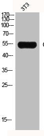 Western Blot analysis of NIH-3T3 cells using GCK Polyclonal Antibody