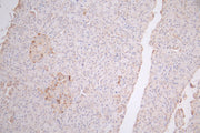 IHC image of CSB-PA002657 diluted at 1:66 and staining in paraffin-embedded human pancreatic tissue performed on a Leica BondTM system. After dewaxing and hydration, antigen retrieval was mediated by high pressure in a citrate buffer (pH 6.0). Sec...