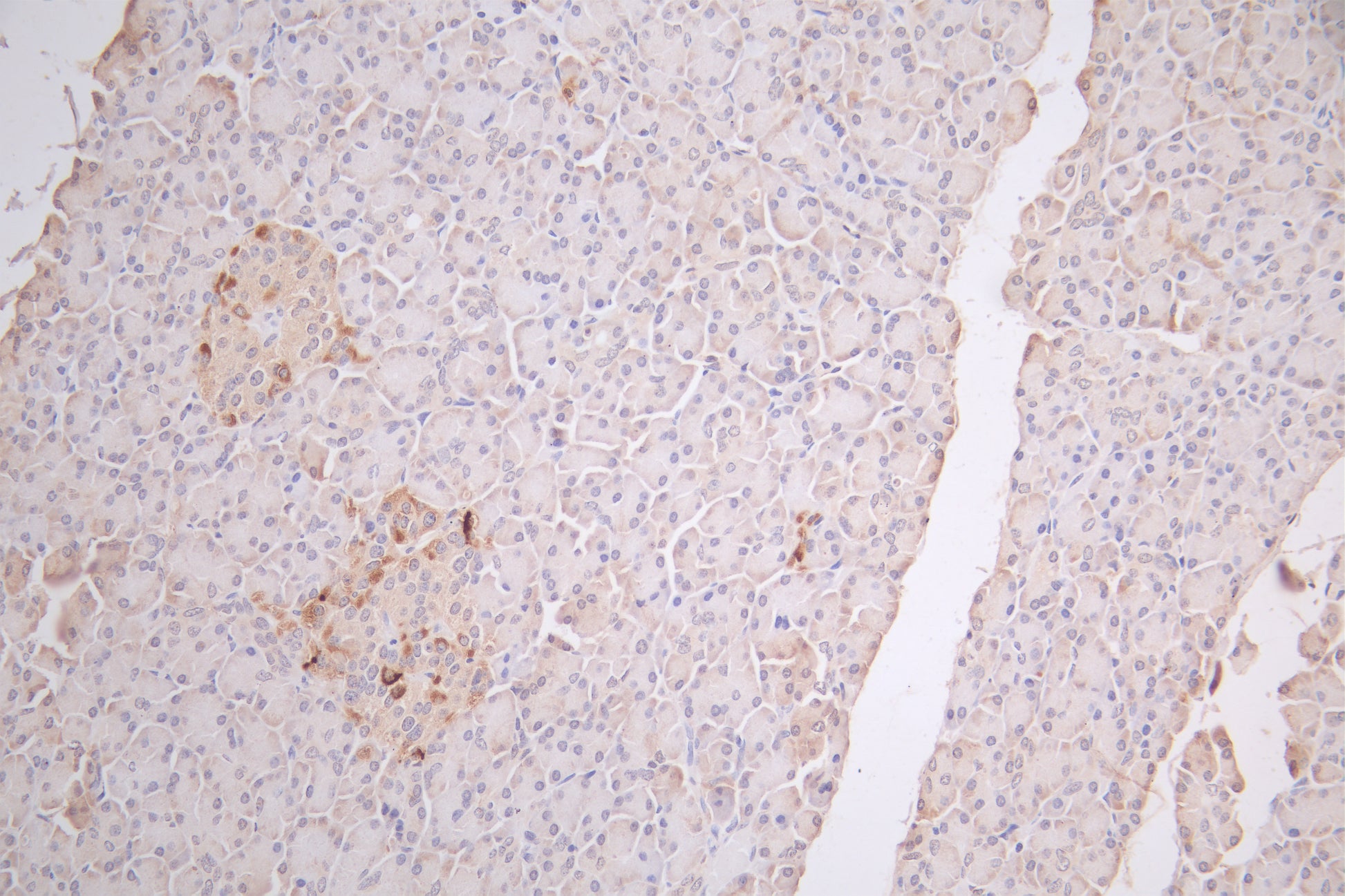 IHC image of CSB-PA002657 diluted at 1:66 and staining in paraffin-embedded human pancreatic tissue performed on a Leica BondTM system. After dewaxing and hydration, antigen retrieval was mediated by high pressure in a citrate buffer (pH 6.0). Sec...