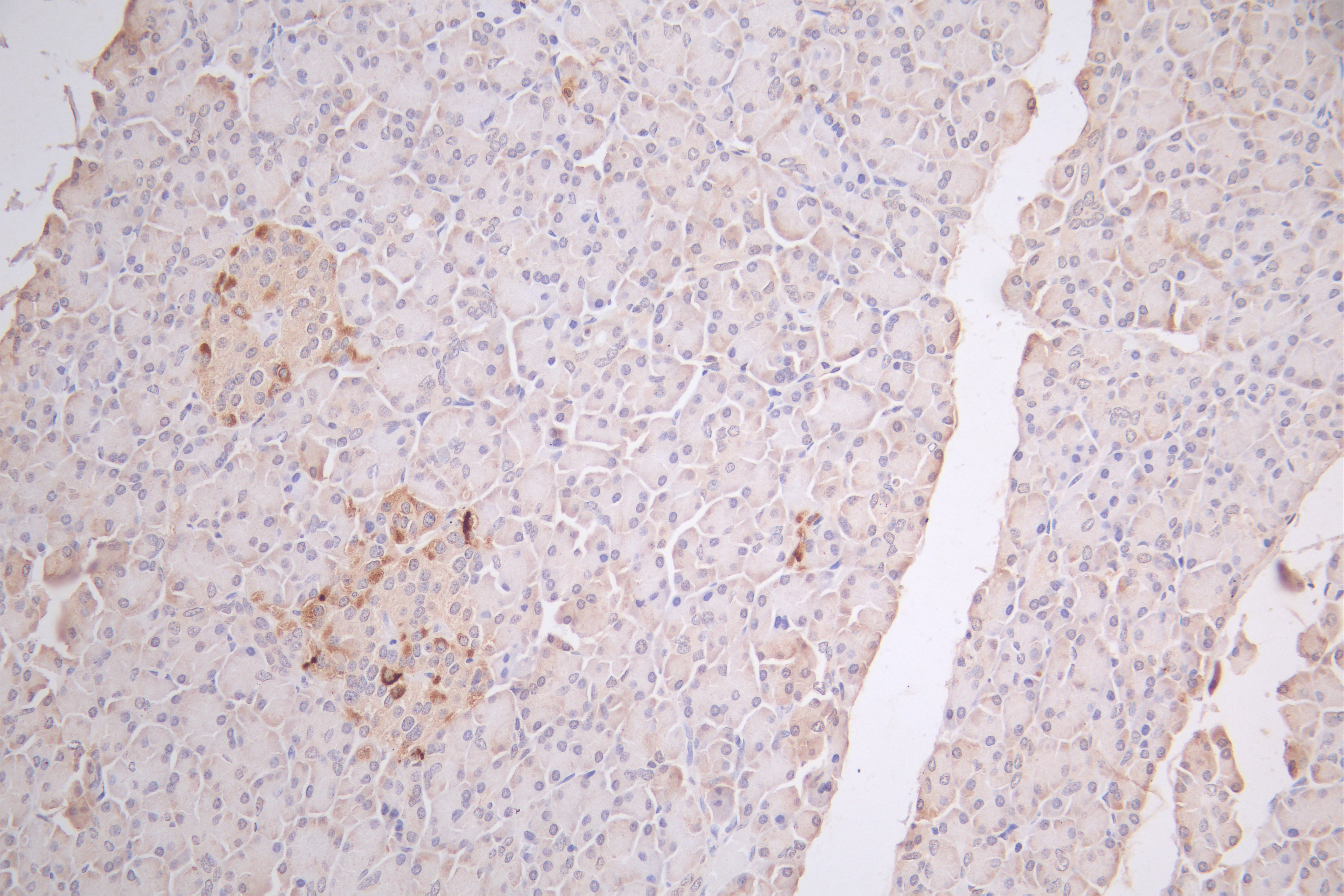 IHC image of CSB-PA002657 diluted at 1:66 and staining in paraffin-embedded human pancreatic tissue performed on a Leica BondTM system. After dewaxing and hydration, antigen retrieval was mediated by high pressure in a citrate buffer (pH 6.0). Sec...