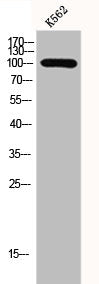 Western Blot analysis of K562 cells using GCP3 Polyclonal Antibody