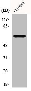 Western Blot analysis of HT29 cells using GCP4 Polyclonal Antibody