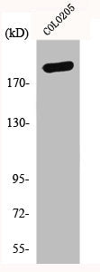 Western Blot analysis of COLO205 cells using GCP6 Polyclonal Antibody