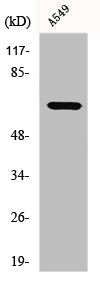 Western Blot analysis of A549 cells using GCSc-γ Polyclonal Antibody