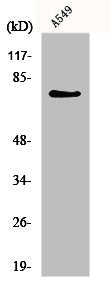 Western Blot analysis of NIH-3T3 cells using GCS-α-1 Polyclonal Antibody