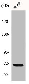 Western Blot analysis of HuvEc cells using GCS-β-1 Polyclonal Antibody