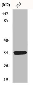 Western Blot analysis of HepG2 cells using GDF-15 Polyclonal Antibody