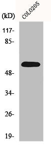 Western Blot analysis of COLO205 cells using GDF-9 Polyclonal Antibody