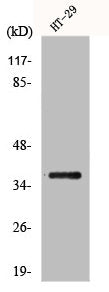 Western Blot analysis of HT29 cells using GIMAP2 Polyclonal Antibody