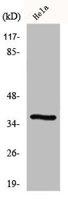 Western Blot analysis of RAW264.7 cells using GIMAP4 Polyclonal Antibody