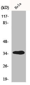 Western Blot analysis of HT29 cells using GIMAP5 Polyclonal Antibody