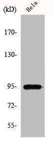 Western Blot analysis of HepG2 cells using GIT1 Polyclonal Antibody