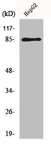 Western Blot analysis of HepG2 cells using GIT2 Polyclonal Antibody