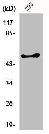 Western Blot analysis of 293 cells using GK1/3 Polyclonal Antibody