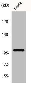 Western Blot analysis of K562 cells using GLK Polyclonal Antibody