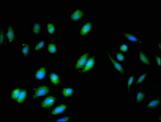 Immunofluorescent analysis of A549 cells using CSB-PA002702LA01HU at dilution of 1:100 and Alexa Fluor 488-congugated AffiniPure Goat Anti-Rabbit IgG(H+L)