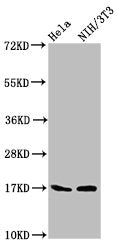 Western Blot Positive WB detected in: Hela whole cell lysate, NIH/3T3 whole cell lysate All lanes: Birc5 antibody at 5.3µg/ml Secondary Goat polyclonal to rabbit IgG at 1/50000 dilution Predicted band size: 17, 15, 5 kDa Observed band size: 17 kDa