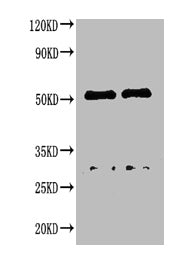 Western blot All lanes : Canine IgG antibody at 2ug/ml Lane 1 : Canine IgG protein 70ng Lane 2 : Canine IgG protein 50ng Secondary Goat polyclonal to Rabbit IgG at 1/50000 dilution