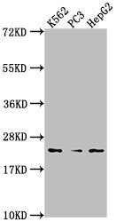 Western Blot Positive WB detected in: K562 whole cell lysate, PC3 whole cell lysate, HepG2 whole cell lysate All lanes: BLVRB antibody at 1:2000 Secondary Goat polyclonal to rabbit IgG at 1/50000 dilution Predicted band size: 23 kDa Observed band...