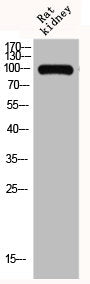 Western Blot analysis of RAT-KIDNEY cells using GluR-1 Polyclonal Antibody