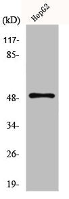 Western Blot analysis of HepG2 cells using Glut4 Polyclonal Antibody