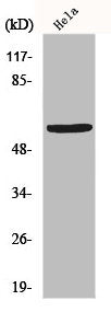 Western Blot analysis of Hela cells using GM2/GD2 synthase Polyclonal Antibody