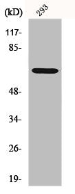 Western Blot analysis of HT29 cells using GNL3L Polyclonal Antibody