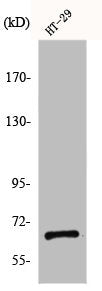 Western Blot analysis of HT29 cells using gp91-phox Polyclonal Antibody