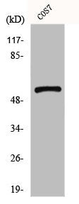 Western Blot analysis of COS7 cells using GPR101 Polyclonal Antibody