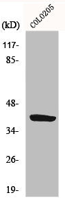 Western Blot analysis of HepG2 cells using GPR105 Polyclonal Antibody