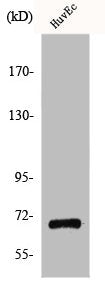 Western Blot analysis of COLO205 cells using GPR107 Polyclonal Antibody