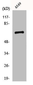 Western Blot analysis of A549 cells using GPR108 Polyclonal Antibody