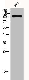 Western Blot analysis of 3T3 cells using GPR110 Polyclonal Antibody