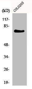 Western Blot analysis of COLO205 cells using GPR115 Polyclonal Antibody