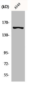 Western Blot analysis of A549 cells using GPR116 Polyclonal Antibody
